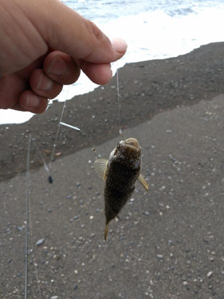砂浜で短時間キス狙い！