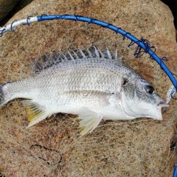 ボイルの正体はコイツ