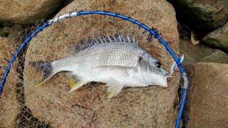 ボイルの正体はコイツ