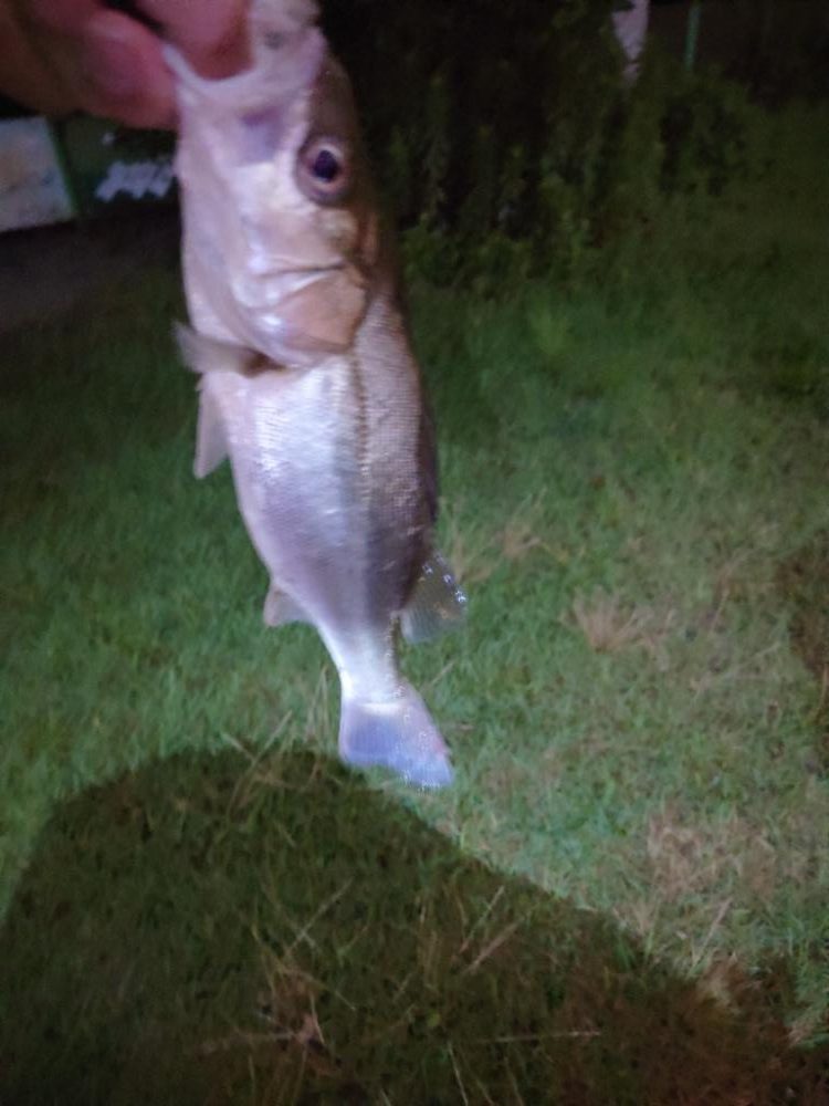 何とかチーバス1匹