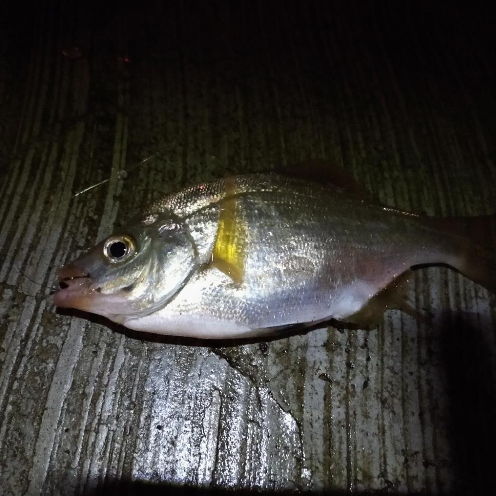 エビ撒き　アコウ狙い