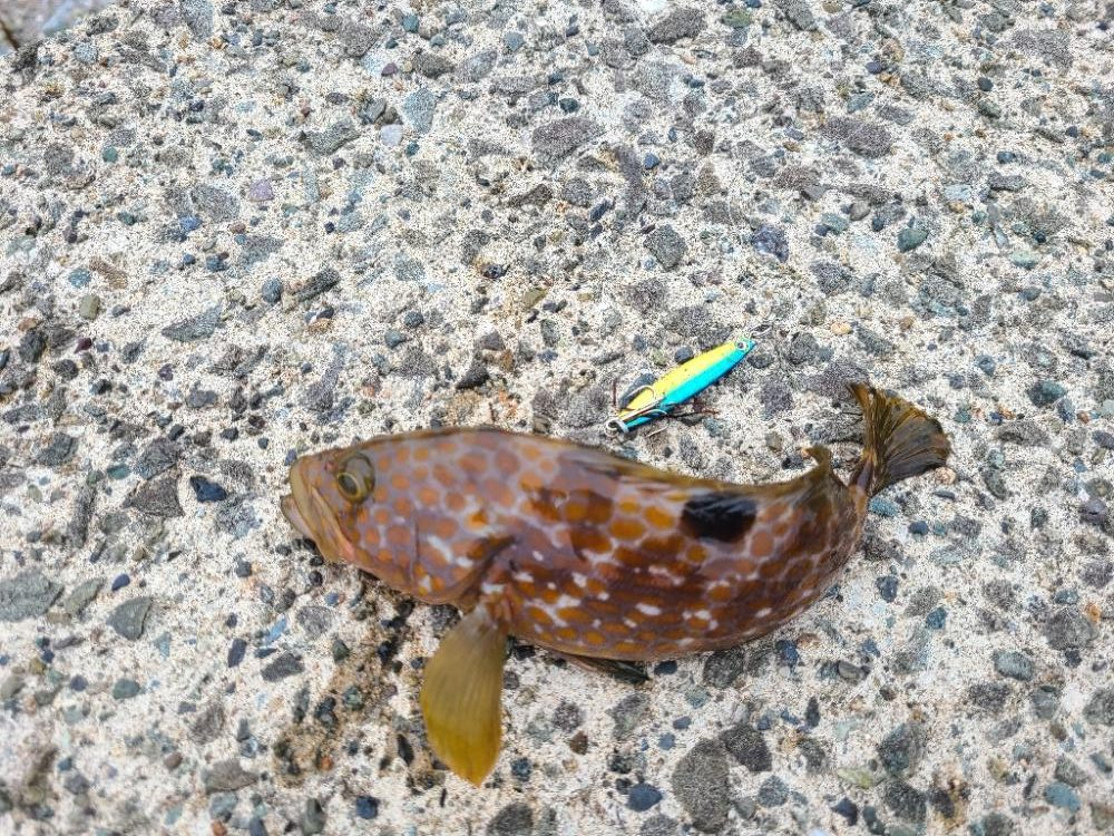 ロックフィッシュ好調