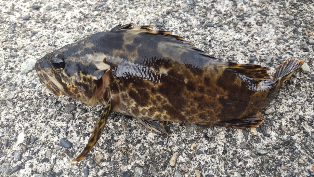 アジ探し@佐野漁港