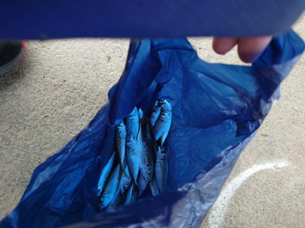 餌なしサビキにて