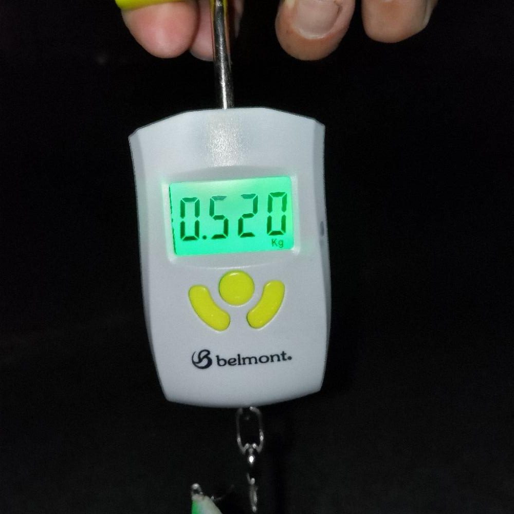 連日のエギング