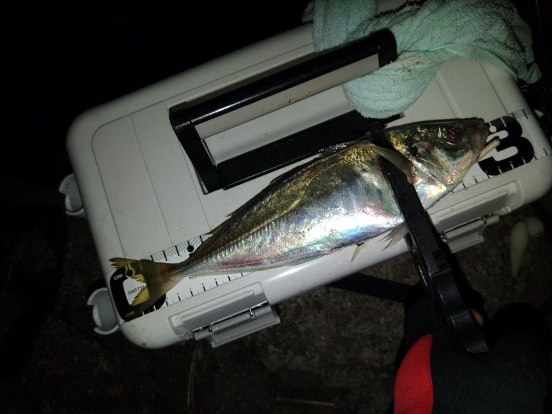 (尺アジ)フロートゲーム～