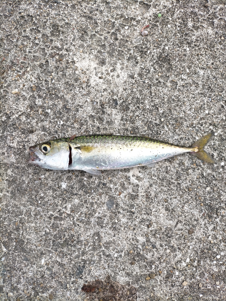 朝からショアジギ