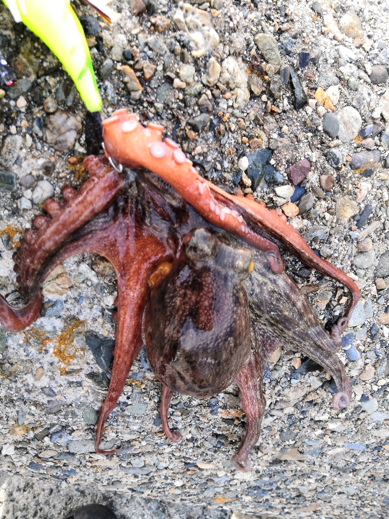 オクトパッシング 8