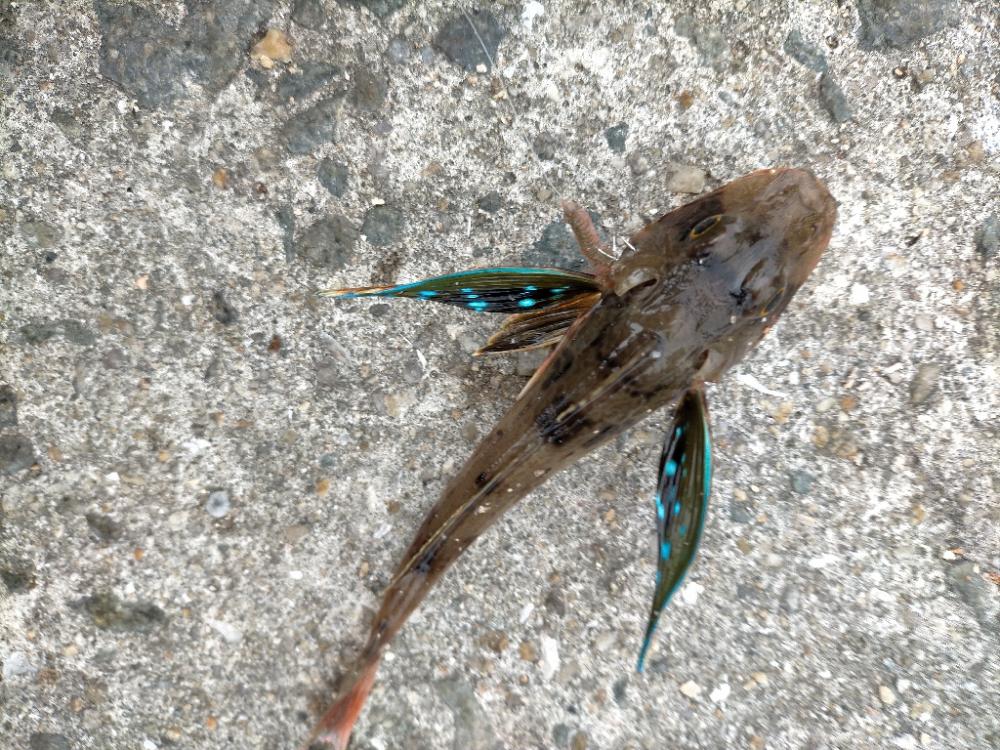 意外なゲストが!!