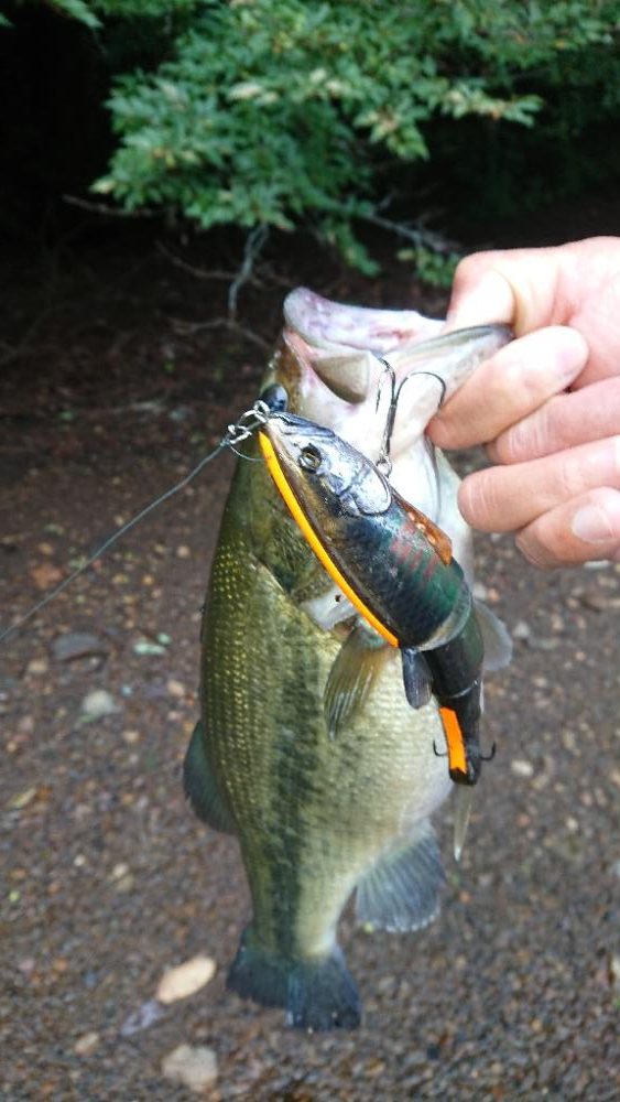 ジャッカルルアー祭り