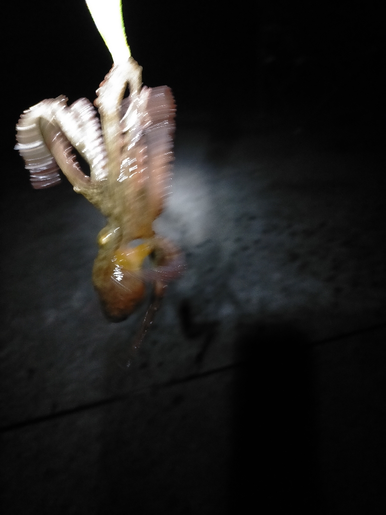 今年初挑戦！！