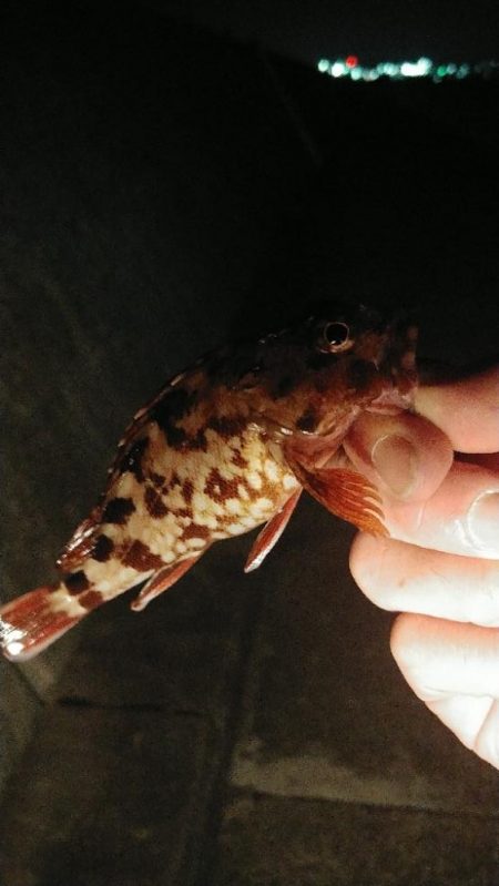 #1000スプール再テストライトソルト釣行…