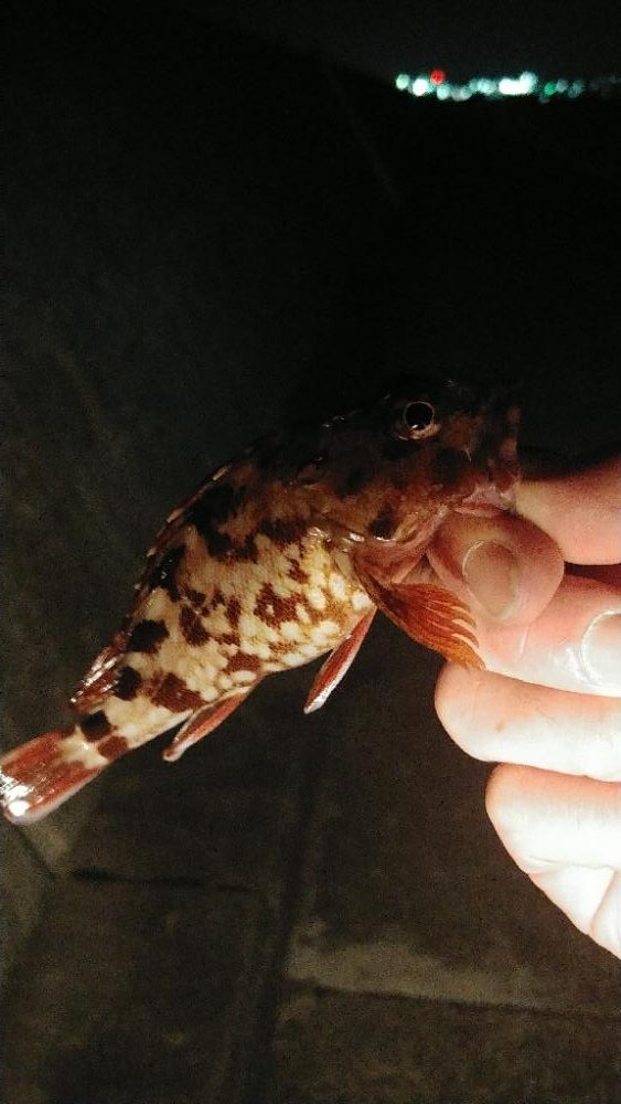 #1000スプール再テストライトソルト釣行