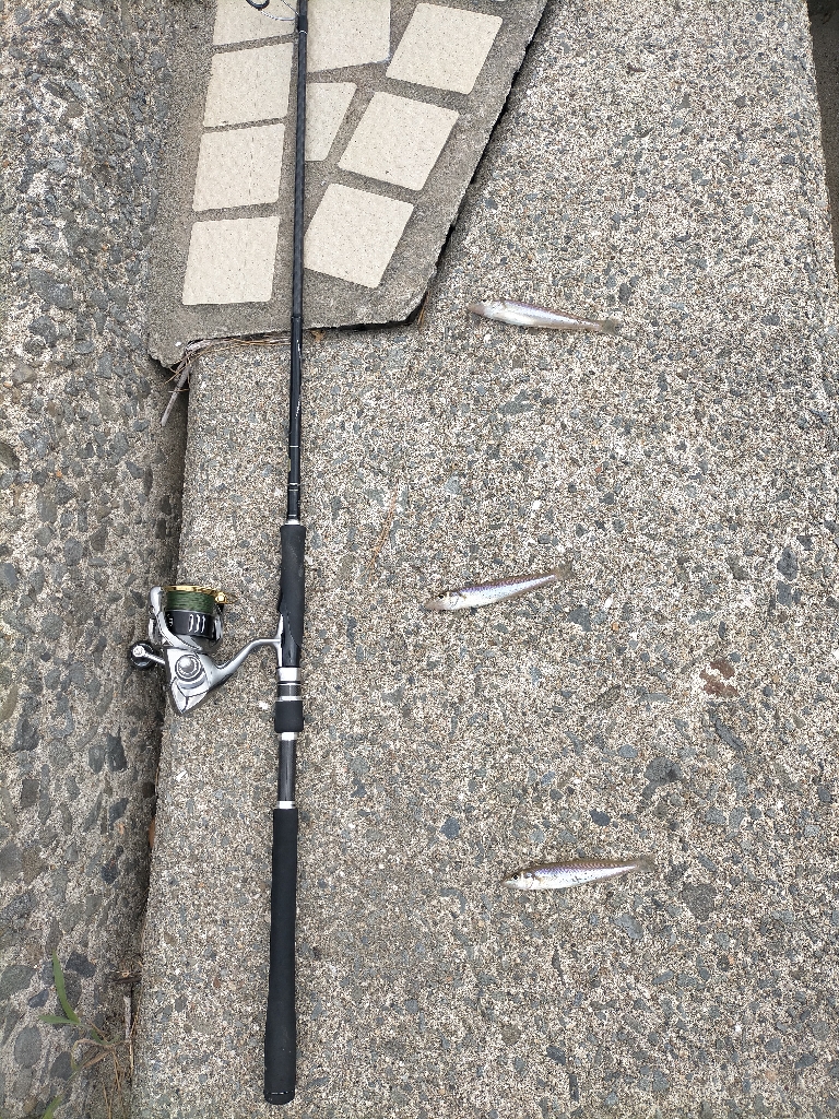 シロギス 大漁!