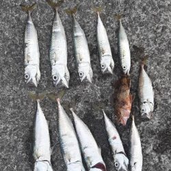 南港南でサバ　アジ　ガシラ大釣果 …