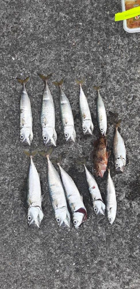 南港南でサバ アジ ガシラ大釣果‼️