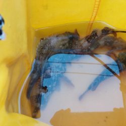 ジグヘッドに鯖切り身で釣果