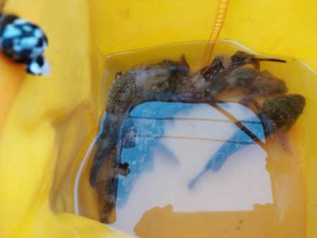 ジグヘッドに鯖切り身で釣果