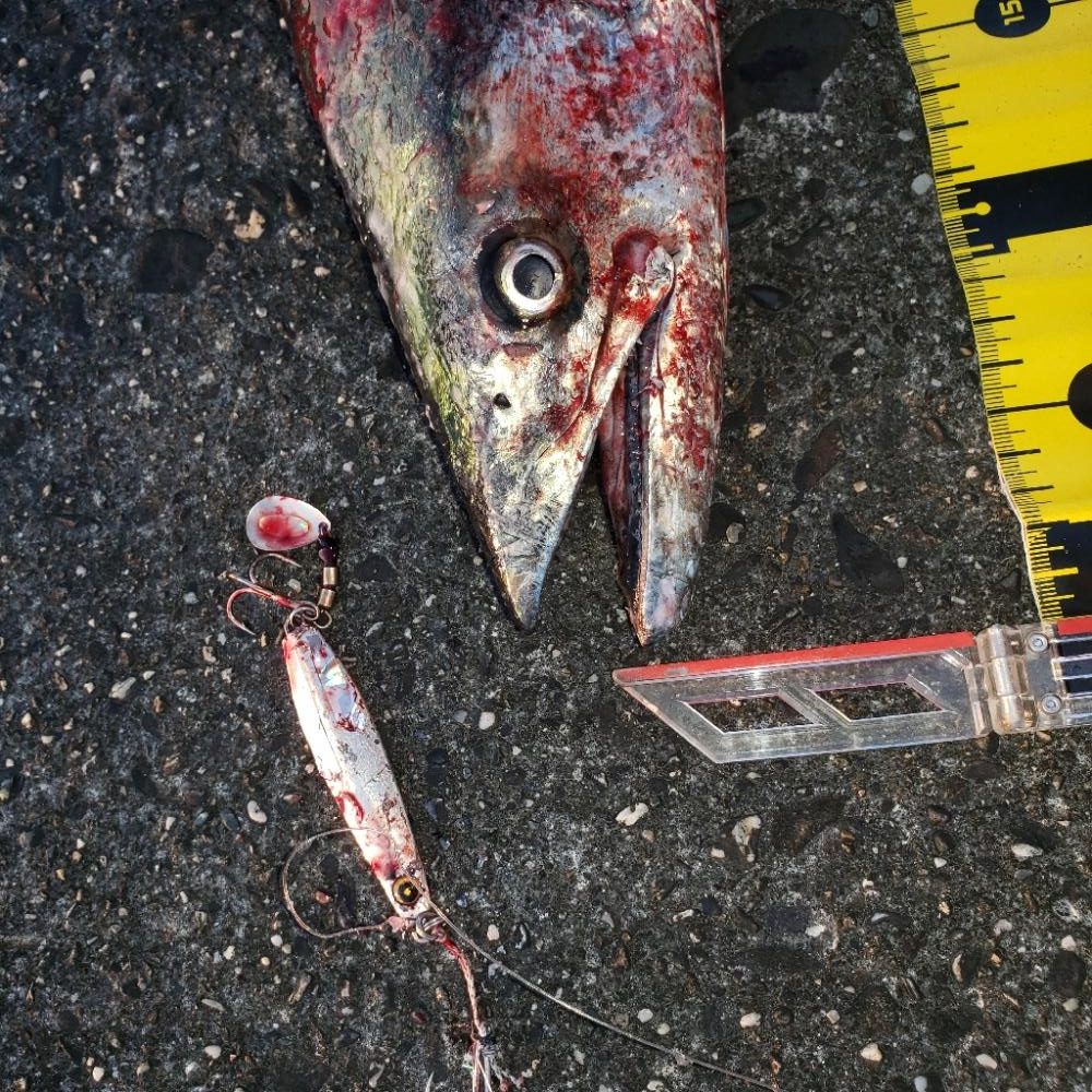 ついに！80㎝オーバー