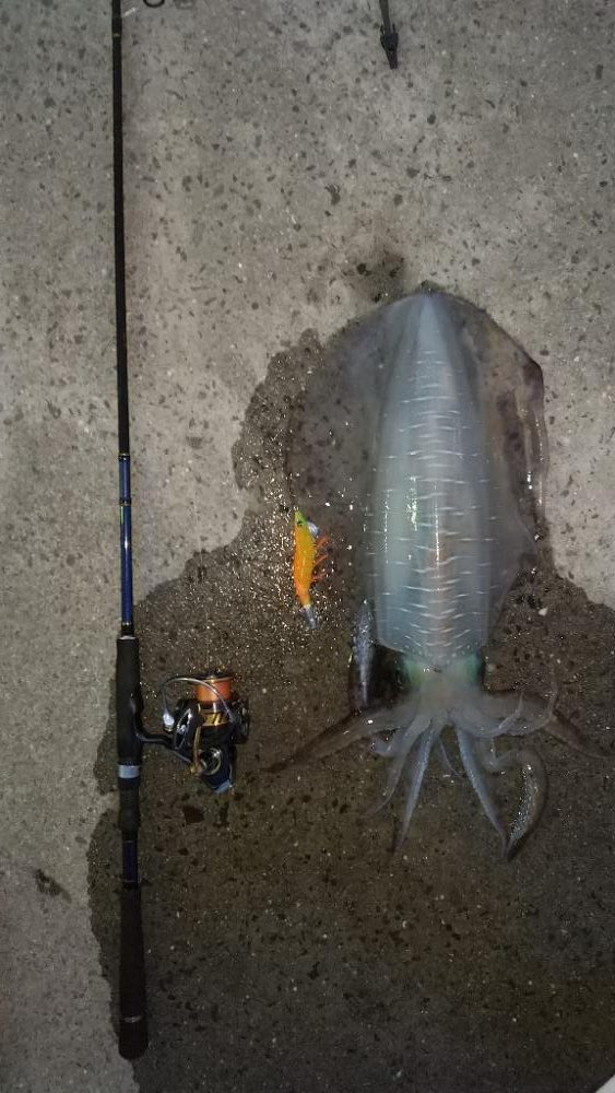 アオリイカエギング