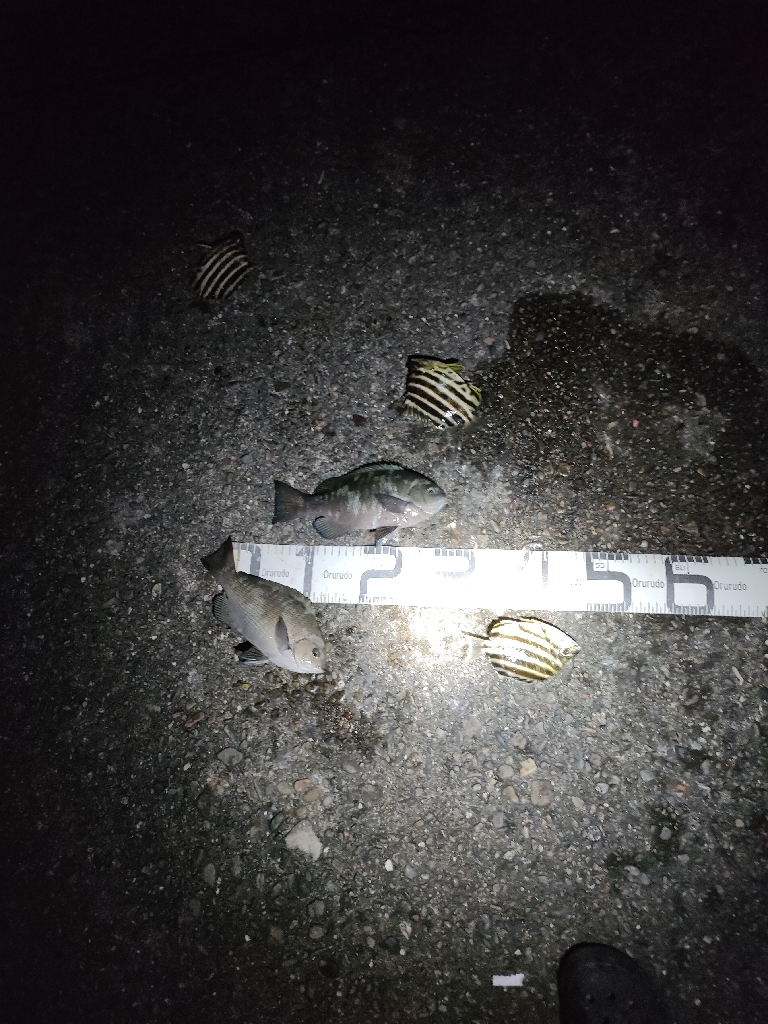 7/23釣果コロダイメイチダイグレ尺あじ