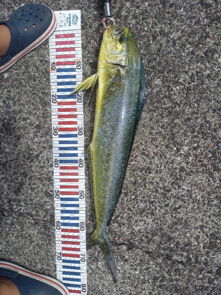 小浦一文字でシイラ