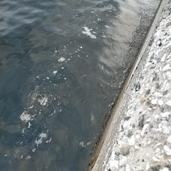 夕マズメの護岸