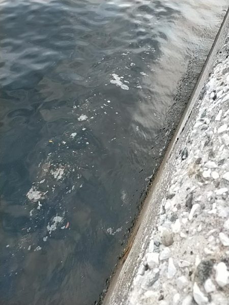 夕マズメの護岸