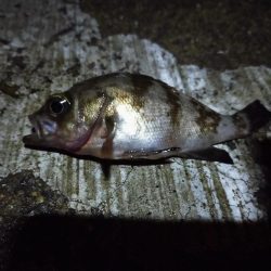 エビ撒き　アコウ