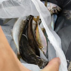 アジングの楽しさはコレか