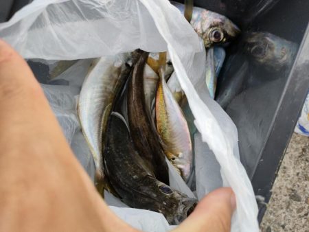 アジングの楽しさはコレか