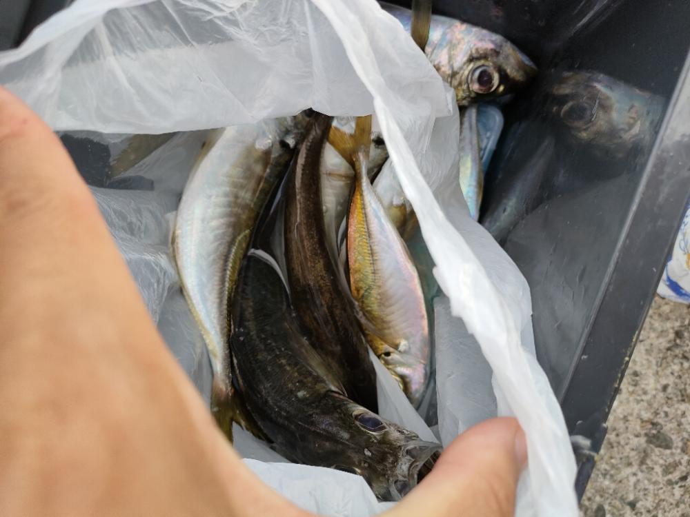 アジングの楽しさはコレか