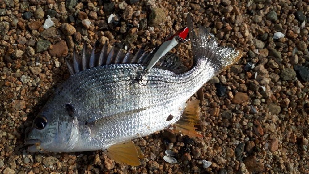 ウェーデイングチニング