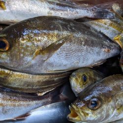 イサキまだまだ抱卵中