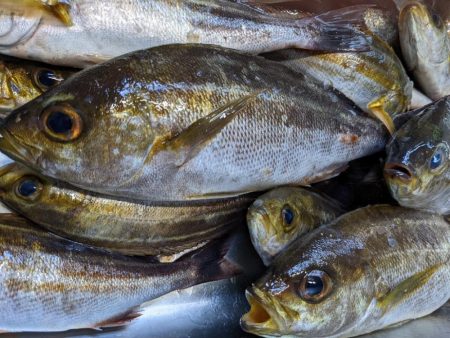 イサキまだまだ抱卵中