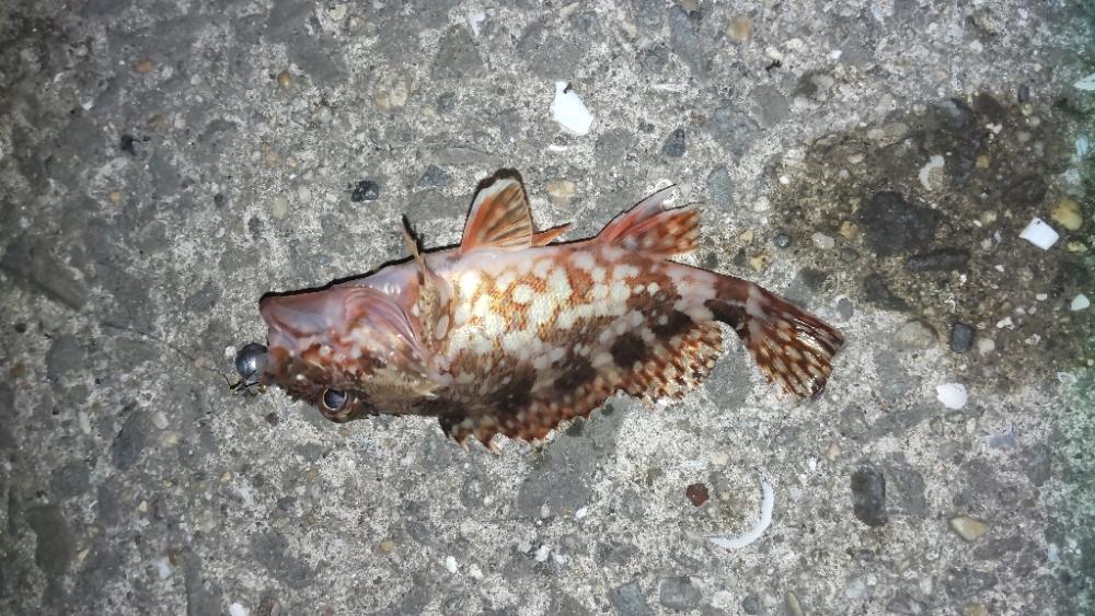 アジ探し@戸津井周辺