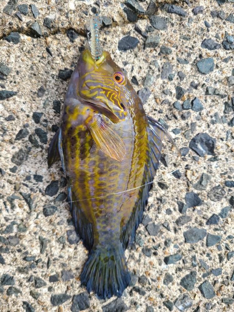 色々釣れました