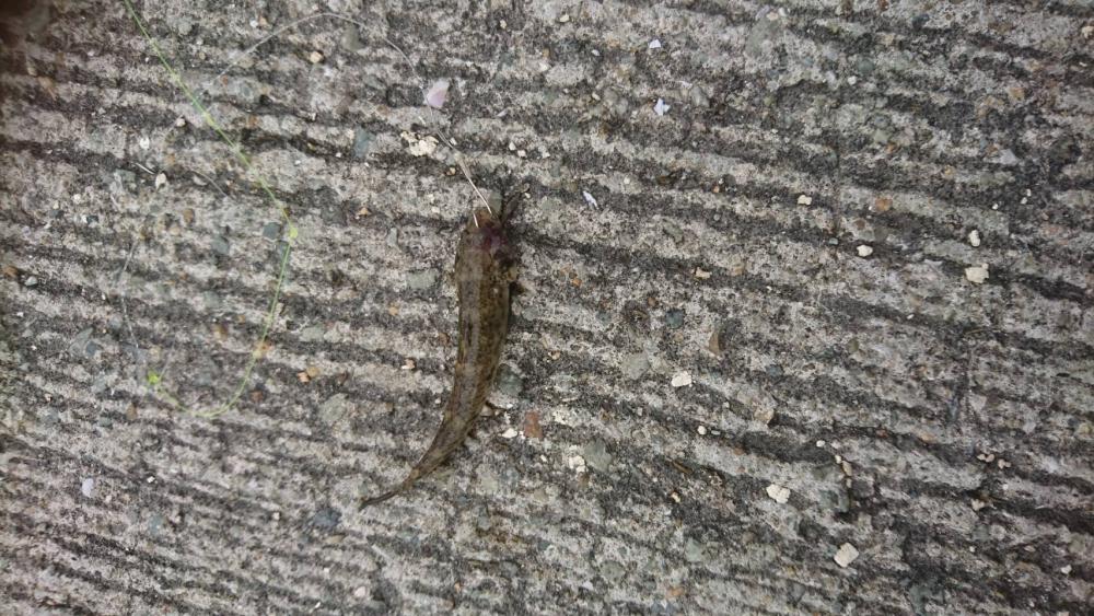 久々にキスのアタリを楽しみました♪