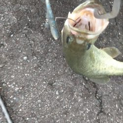 シーバスタックルでバス!!