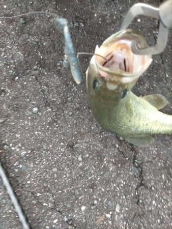 シーバスタックルでバス!!