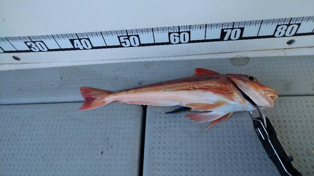 久々のタイラバでマダイ