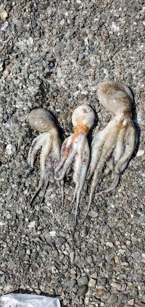 サイズが安定してきたかな？