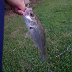 何とかチーバス一匹