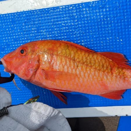 テンヤ･ルアー船 釣果