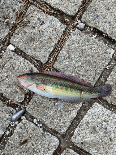 ちょい投げ釣り