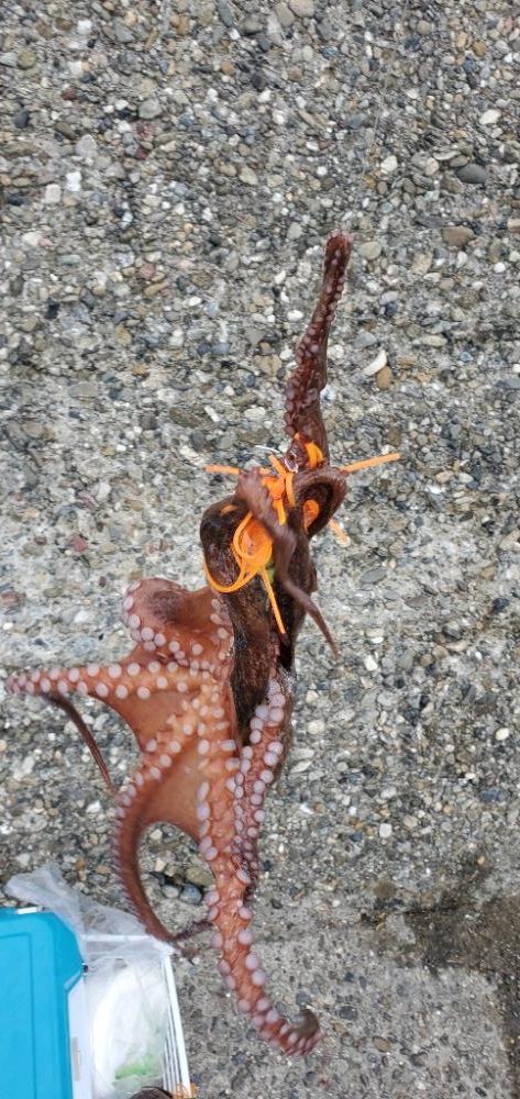 煮干し効果で爆釣❤️