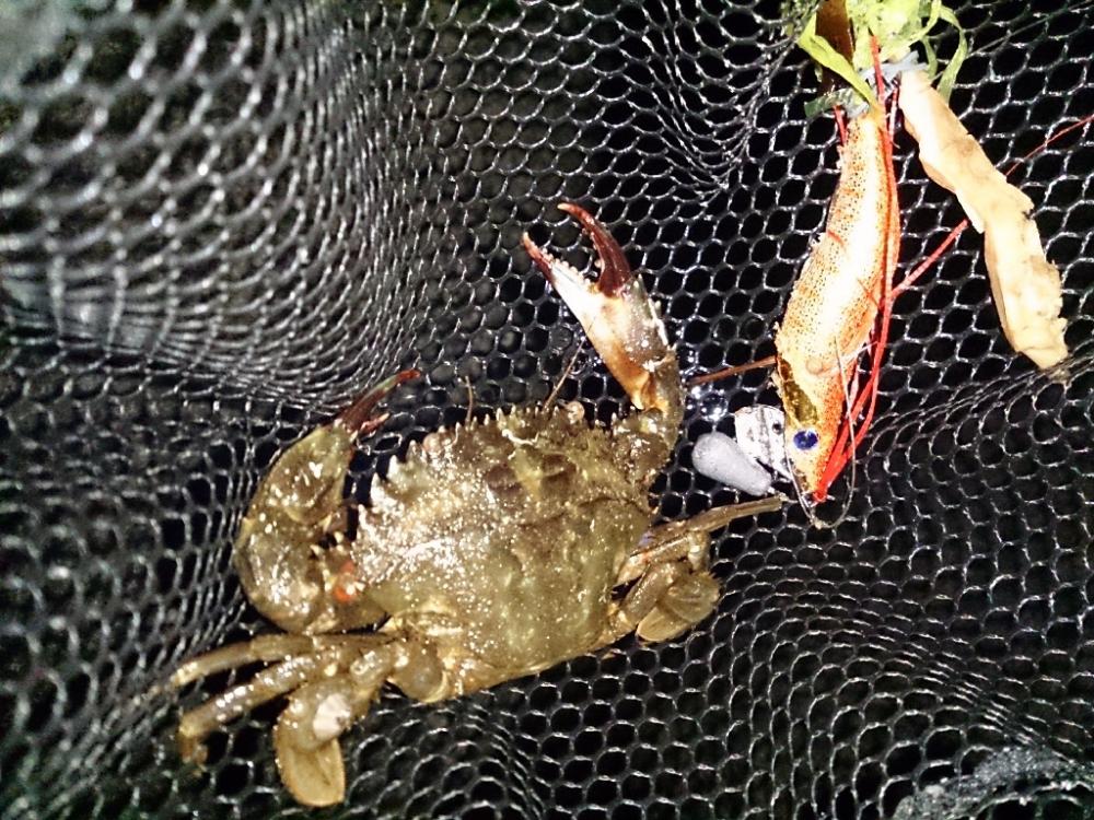 オクトパッシング