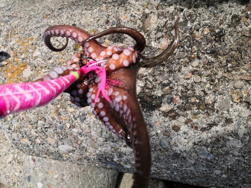 オクトパッシング 16