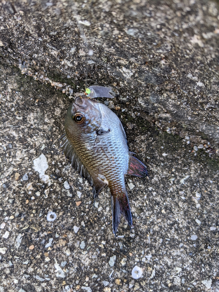 ファミリーサビキ