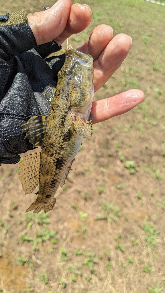 今年の旧中はかなりいい